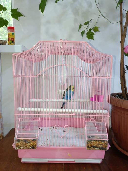 Попугай с клеткой
