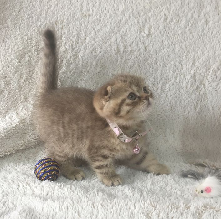 Шикарные плюшевые котята