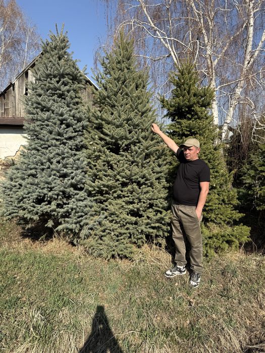 Ель газон саженцы