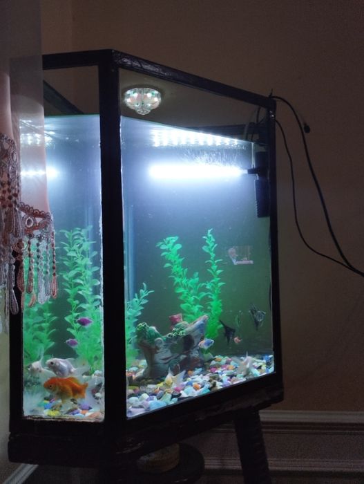 Akvarium jixozlari bilan