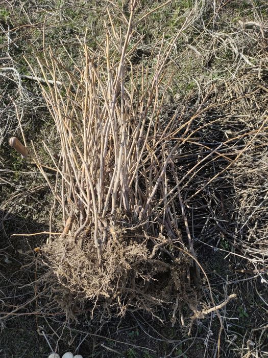 Рассада малина сорт красная шапочка сладкий