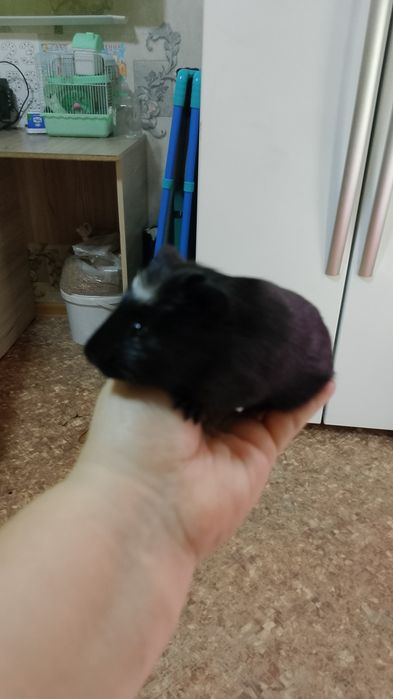 Продается сладкая парочка