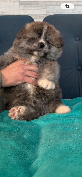 Щенки акита-ину, мальчики