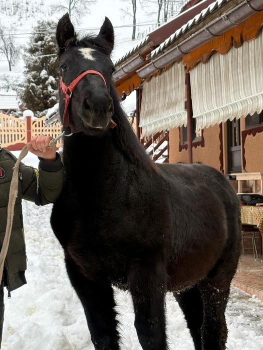 Vând mânze ardeneze sură, murgă, neagră