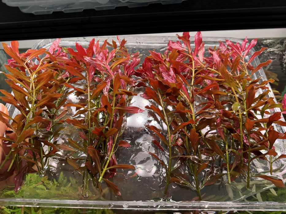 Аквариумные растения