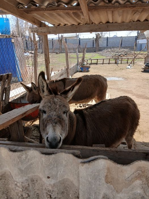 Продам 2ослов 1осел 1ослица