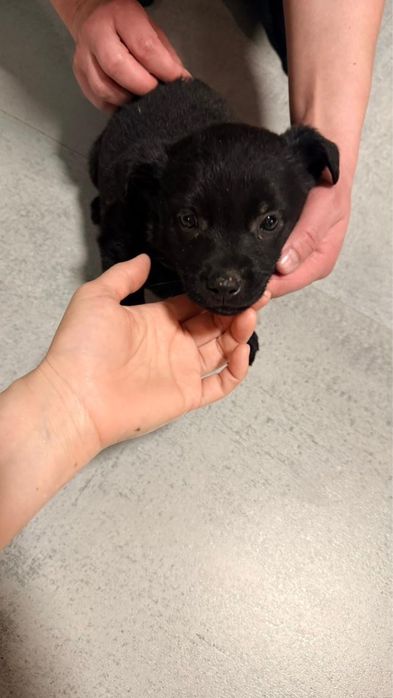 Отдам щенка в добрые руки