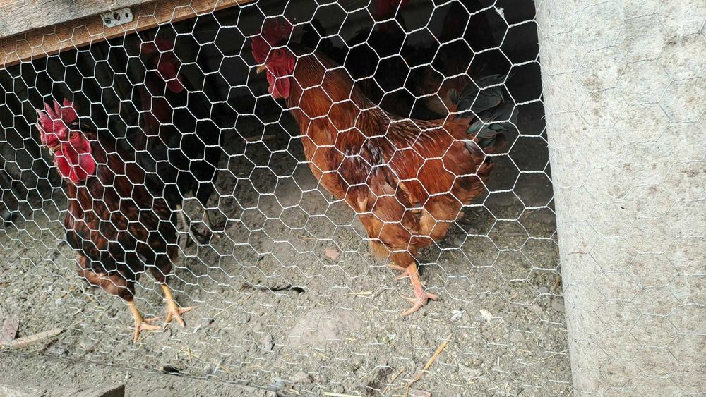 Pasari de curte, gaini, cocosi, rate