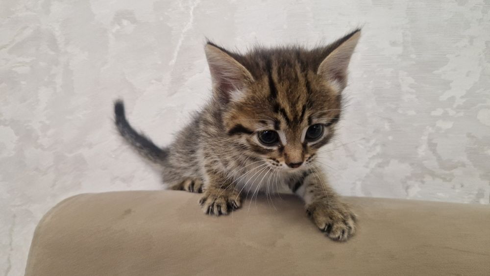 Отдадим котенка за пачку корма