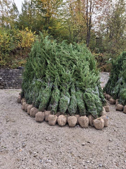 Vând leylandii chiparos la preț mic