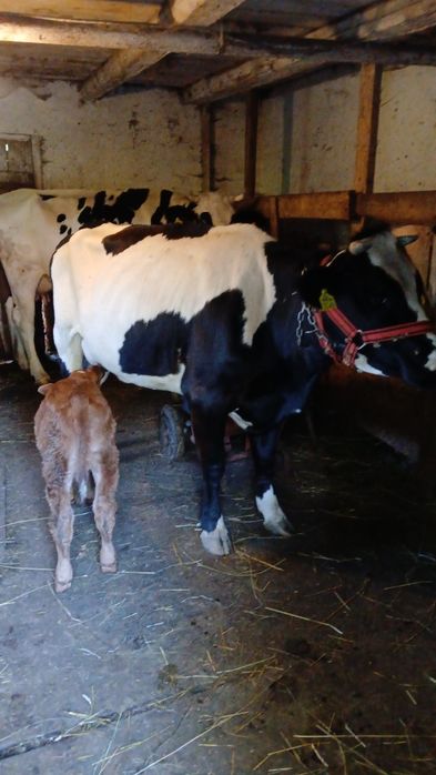 Juninca holstein cu vițel