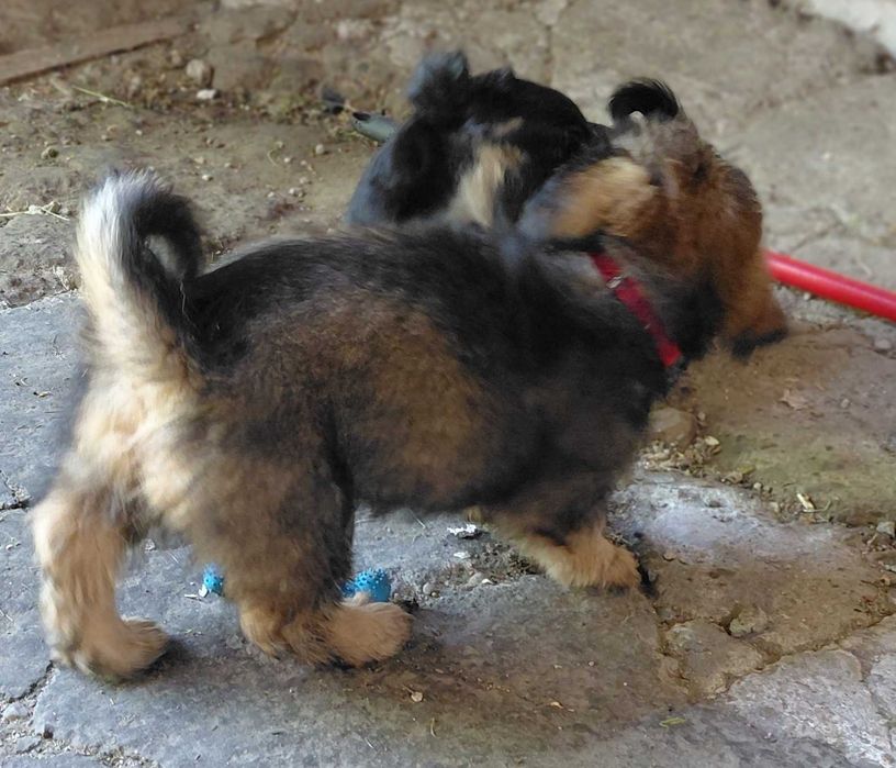 Catelusa metis pentru adoptie