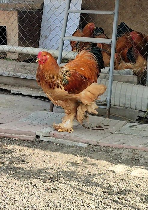 Продам Петухи Брама Палевая