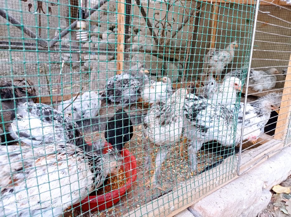 Брама жужулари сотилади