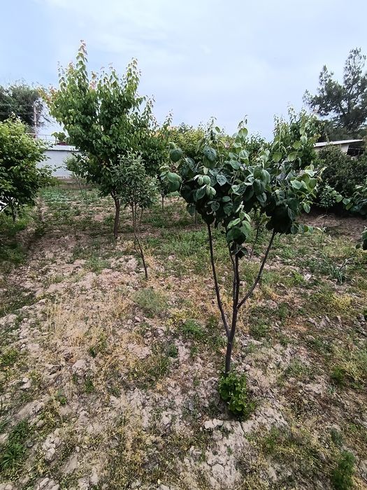 Продаётся дача. 6 сотох в суруме.