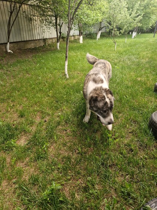 Собака алабай сучка