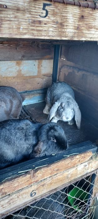 Iepuri din rasa berbec german