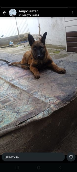 Бельгиская овчарка 150.000тг. 4месяц