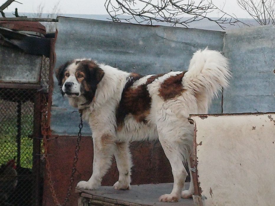 Каракачанки мъжко и женско