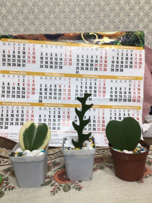 Комнатные суккуленты на подарок в подарочном оформлении