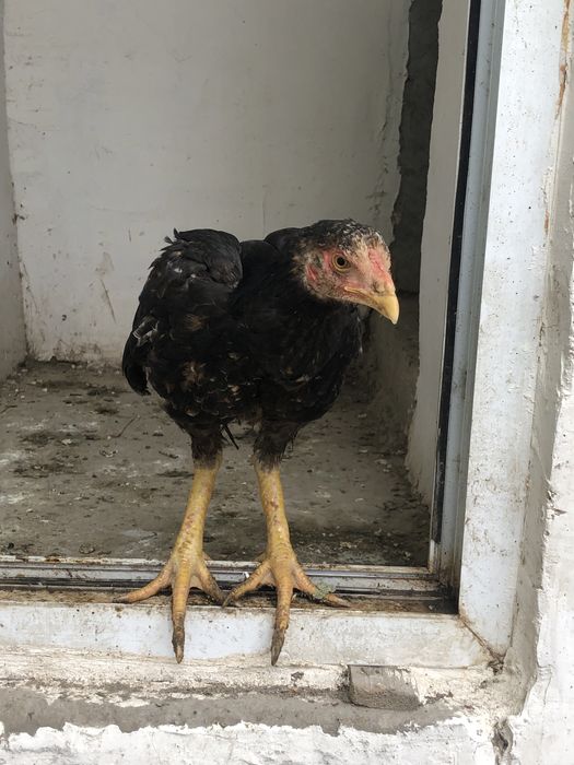 Sotiladi ozgina kasal yurgan rasmi bor qiziqkanlar tel qilsin