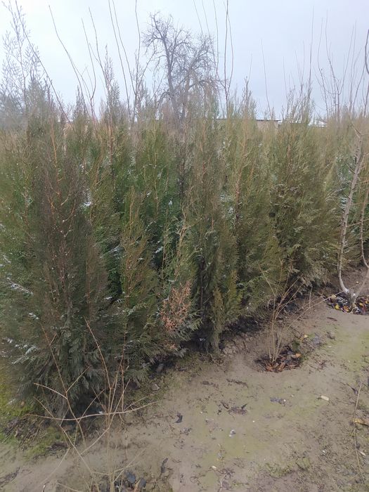 Продается Туя и Берёза