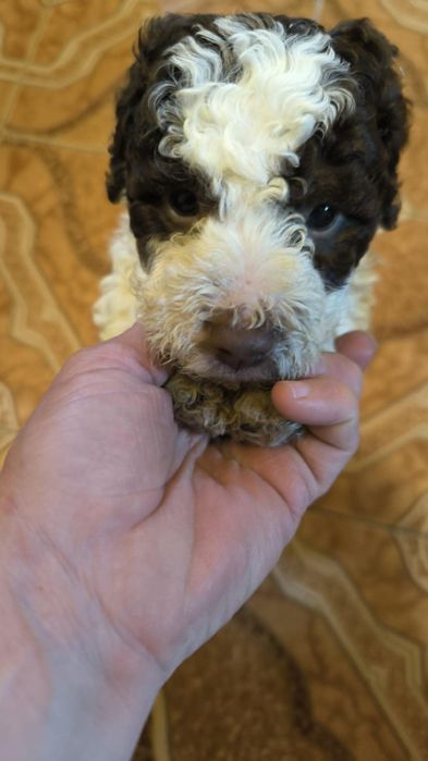 Lagotto romagnolo disponibil