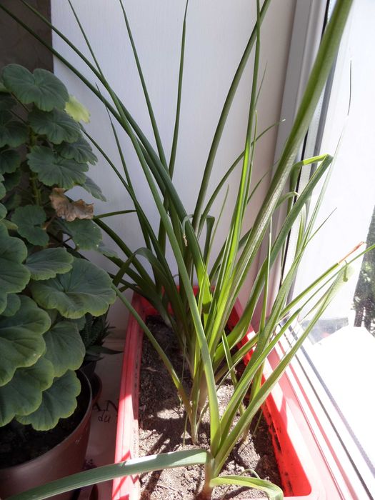 Индийский лук ( Птицемлечник )