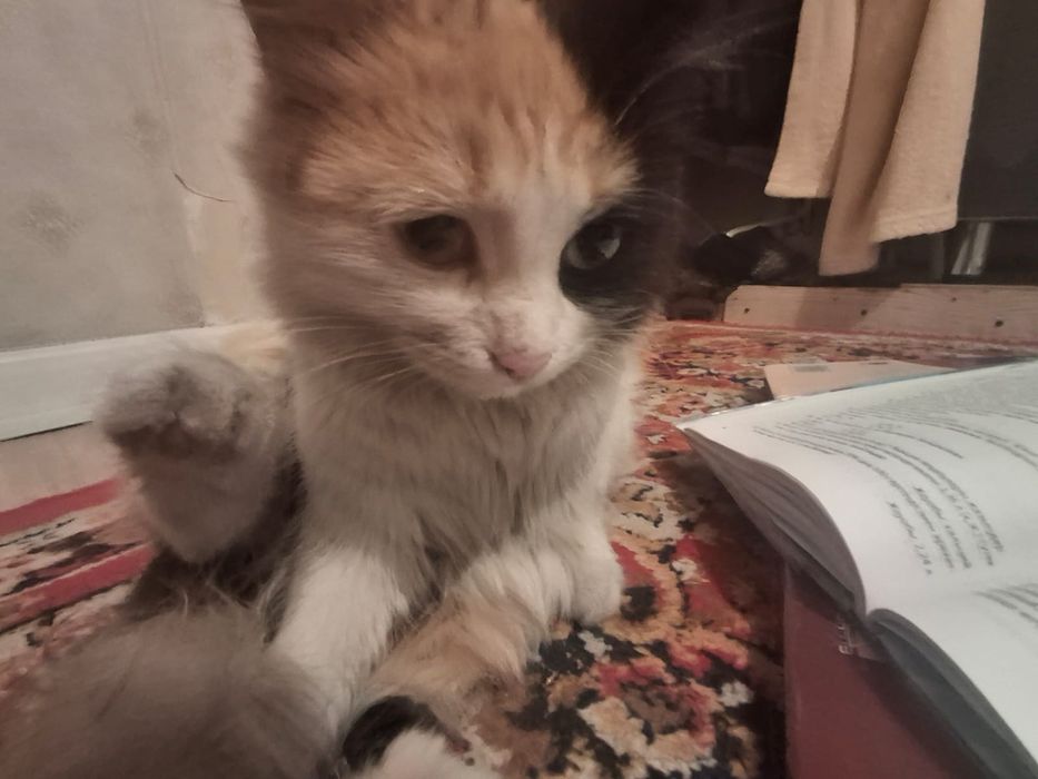 Котенок 1 годика