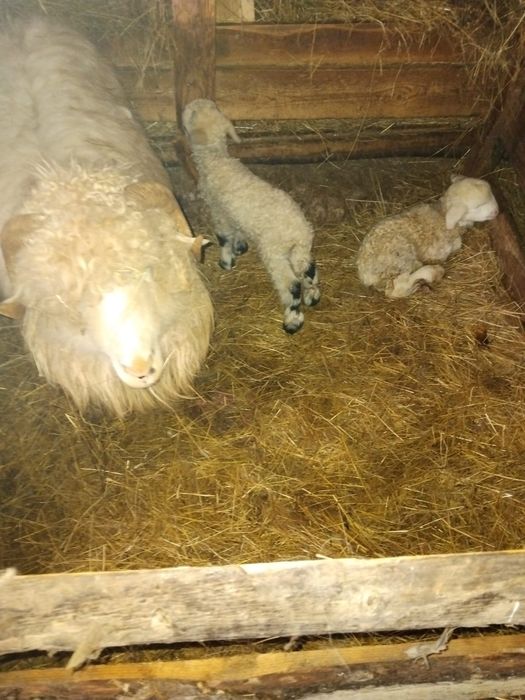 Vând 10 oi cu miei        .