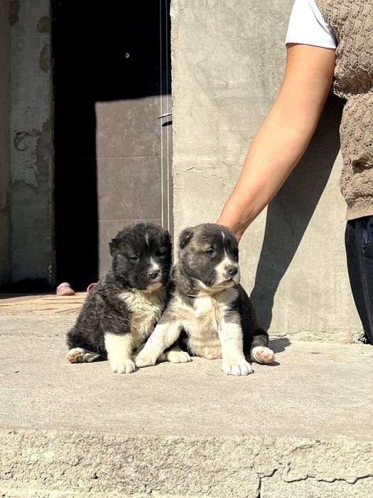 Шенки алабая 1 месиц