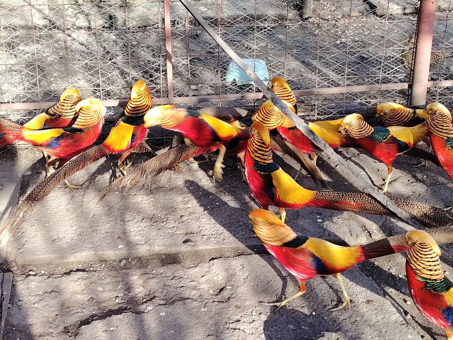 Păuni tineret, de vânzare