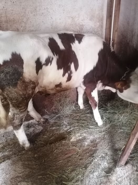 Junică frumoasă de vînzare