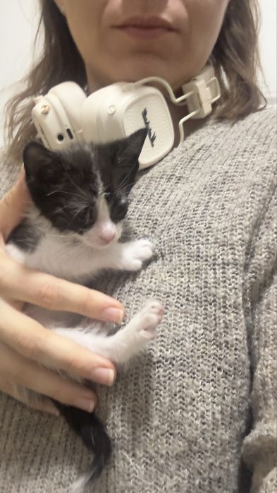 Котята ( девочка и два мальчика)