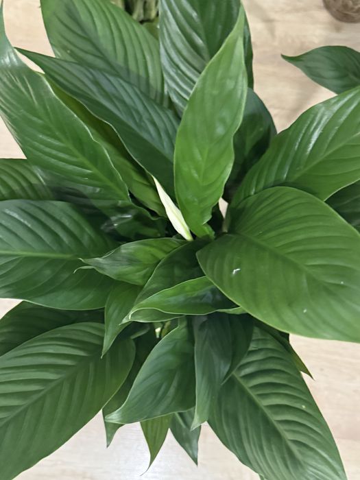 Спатифиллум женское счастье