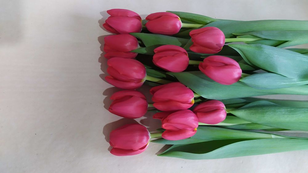 Тюльпаны к 8 марту, оптом и в розницу.