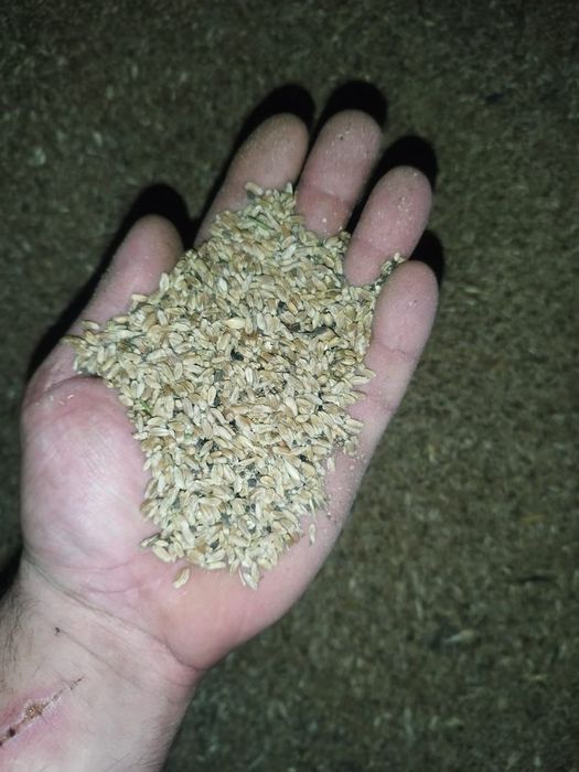 ПШЕНИЦА.Платный чат! Все корма.