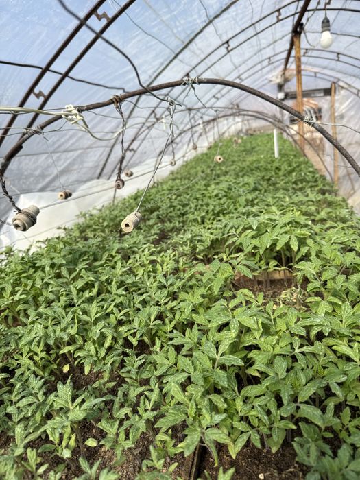 Разсад домати (розови и червени), пипер, краставици-от производител