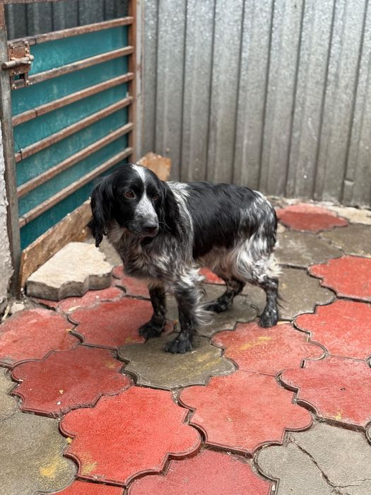 Щенки спаниеля.