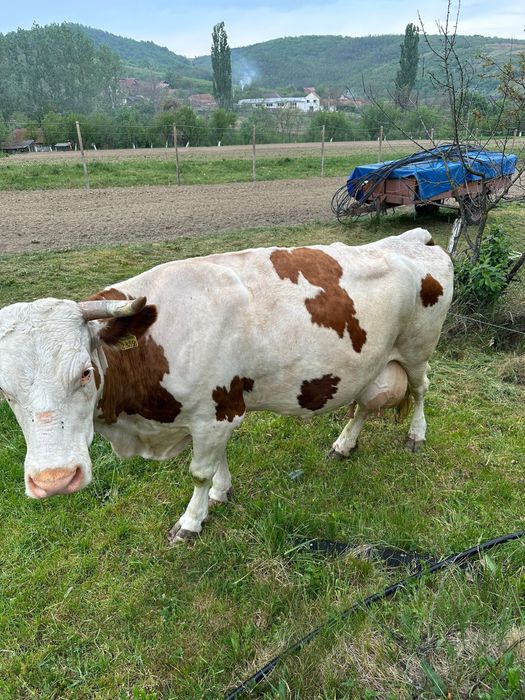 Vaca Bălțată Românească
