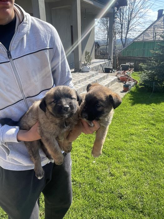 Pui lup belgian (malinois)