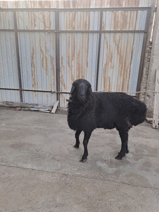 Кучкор сотилади.