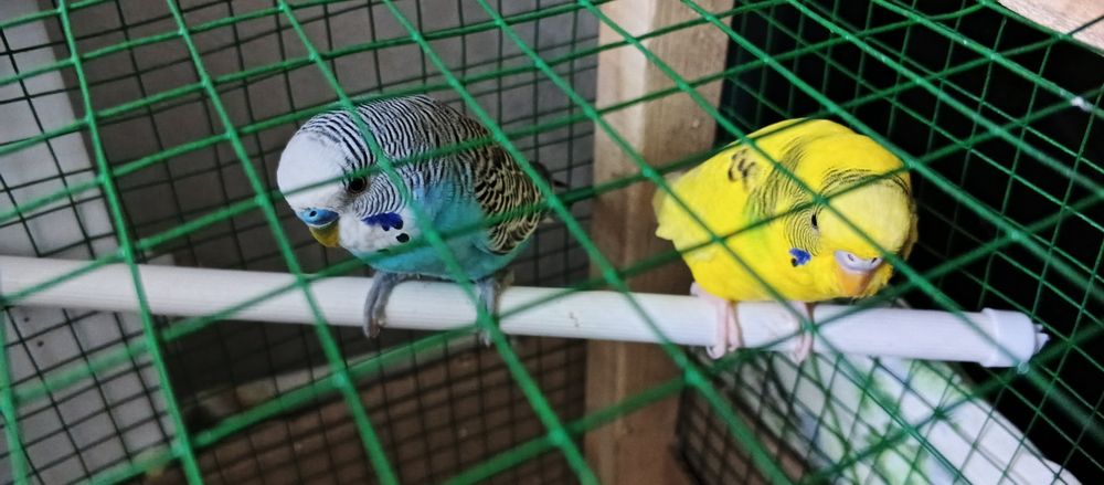 Volnistiy papugaylar