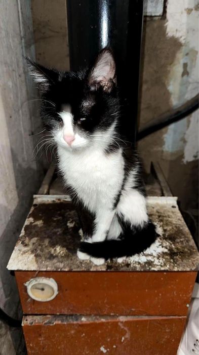 Отдам котиков в добрые руки