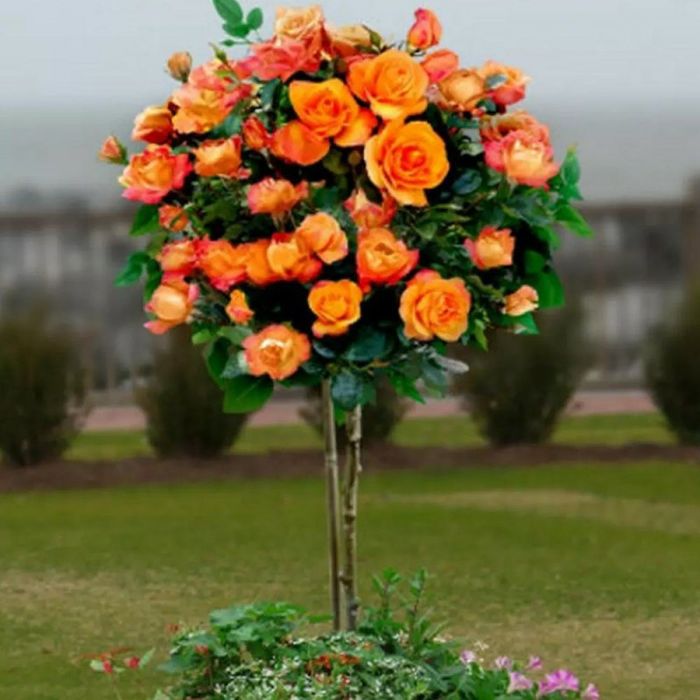 Pomi ornamental  trandafiri  pomisor