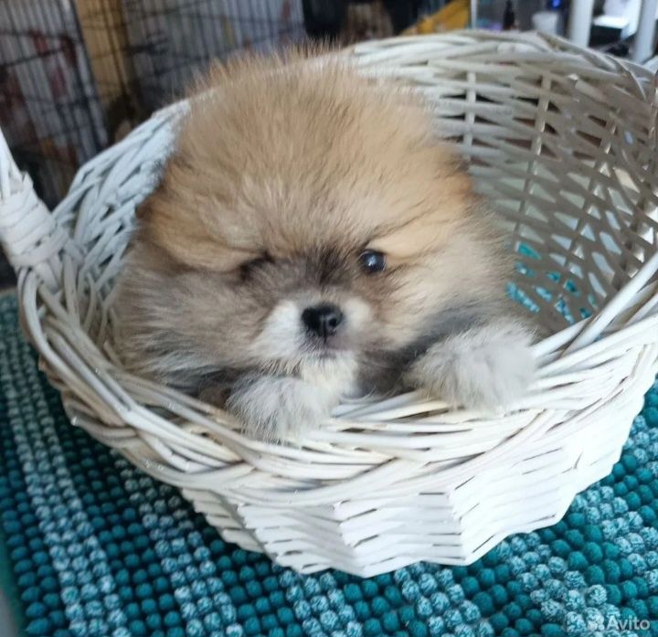 Щенки Померанский шпиц