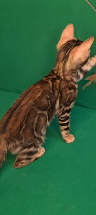 Бронь на лучших бенгалов!