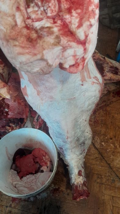 Продам мясо молодой баранины