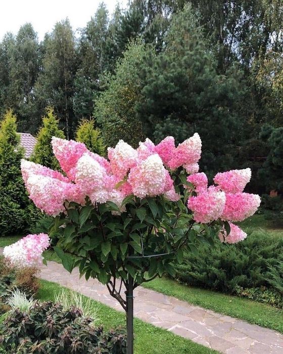 Hortensi de Tip Pomișor