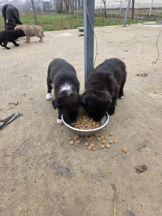 Donez pui rasa comuna metis